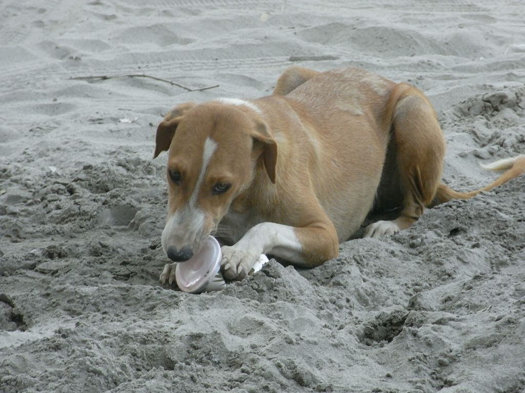 Nearby ... a wily pooch knows a good thing when she sees it