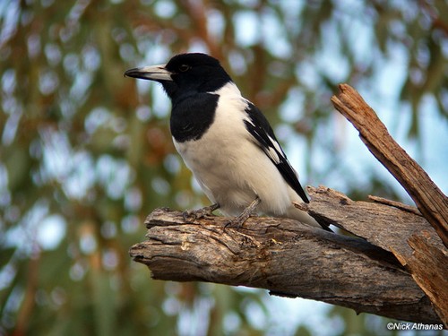  pied-butcherbird